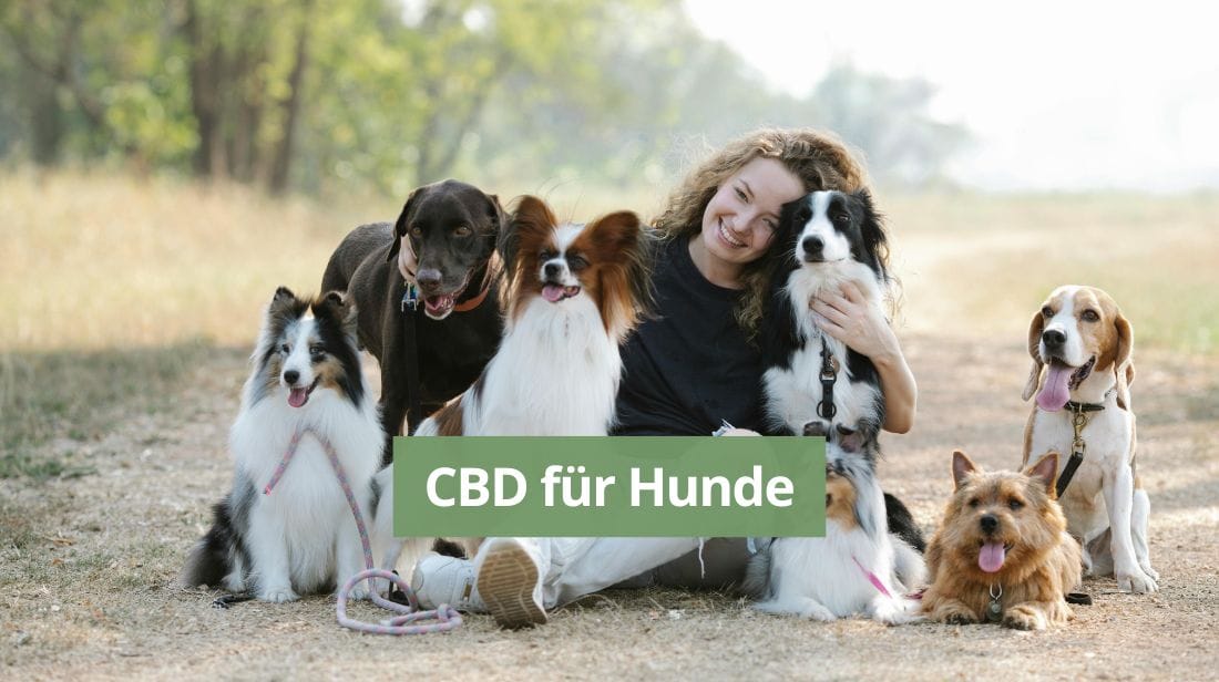 CBD für Hunde Beitragsbild. Zu sehen ist eine junge Frau umgeben von einer Schar Hunde, die für ein Foto posieren.