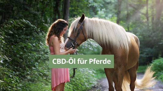 CBD-Öl für Pferde bei Augeninnendruck