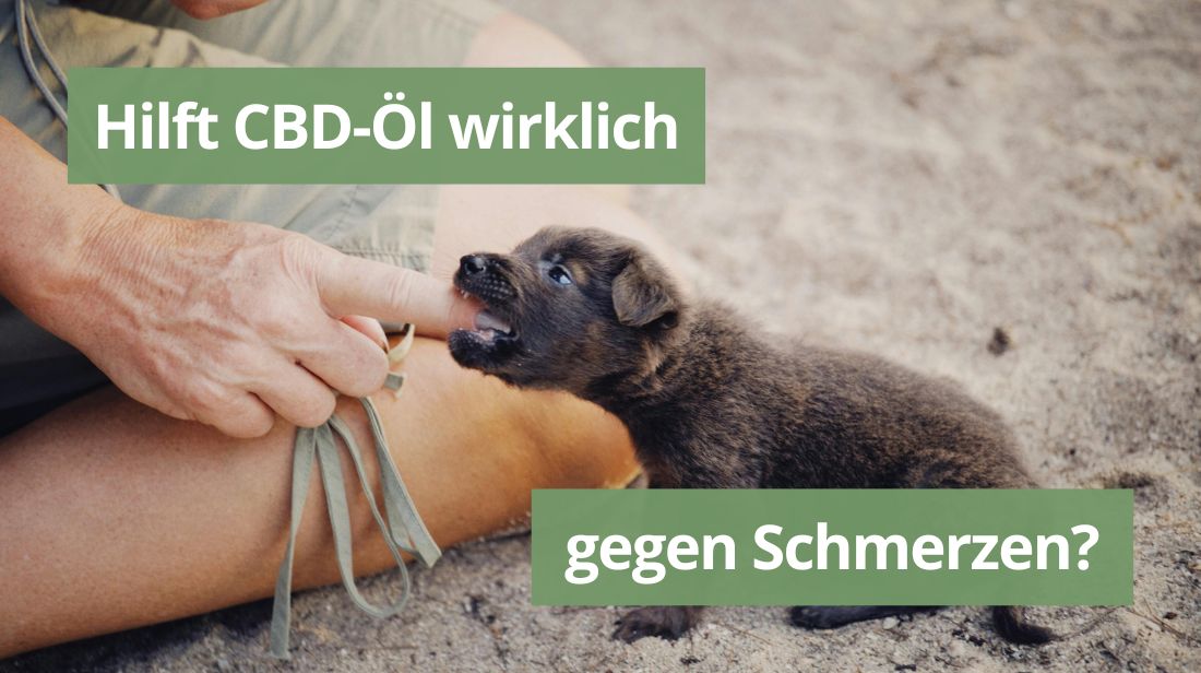 CBD Öl gegen Schmerzen. Eine reife Frau greift sich mit beiden Händen ans Knie.