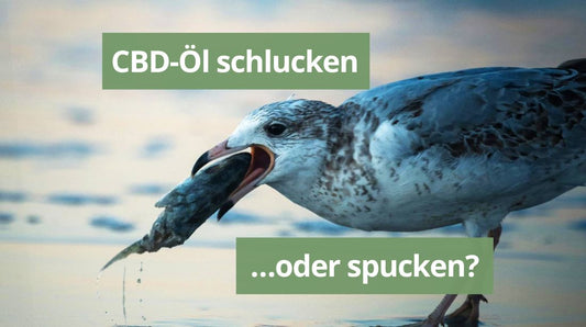 CBD-Öl schlucken oder spucken? Für diese Frage wird sinnbildlich eine Möve gezeigt, die gerade ihre Beute vernascht.