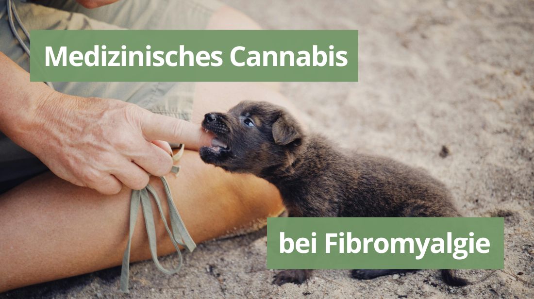 Medizinisches Cannabis bei Fibromyalgie.