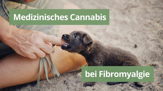 Medizinisches Cannabis bei Fibromyalgie.