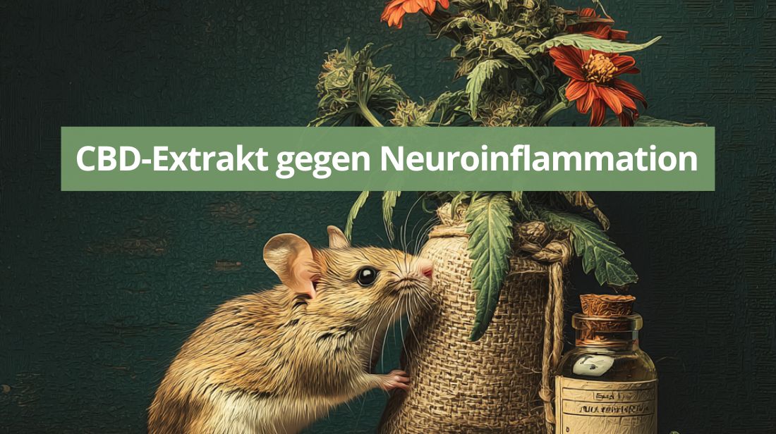 CBD-Extrakt gegen Neuroinflammation-Beitragsbild.