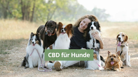 CBD für Hunde Beitragsbild. Zu sehen ist eine junge Frau umgeben von einer Schar Hunde, die für ein Foto posieren.