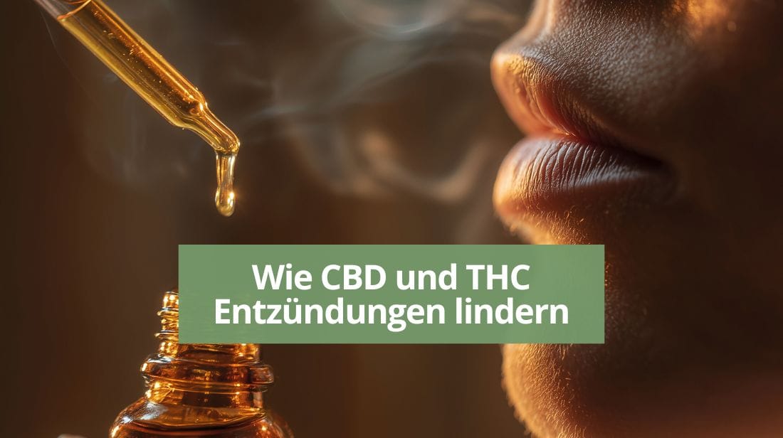 Wie CBD und THC Entzündungen lindern.