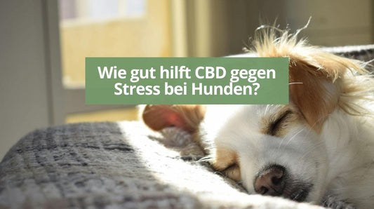 Wie gut hilft CBD gegen Stress bei Hunden?