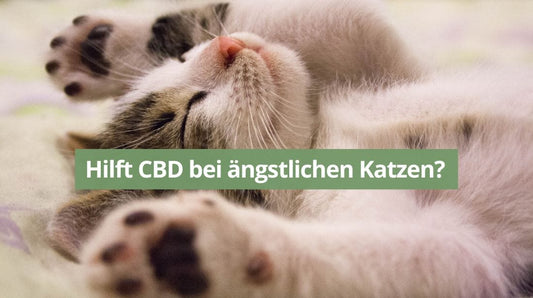 Hilft CBD bei ängstlichen Katzen?