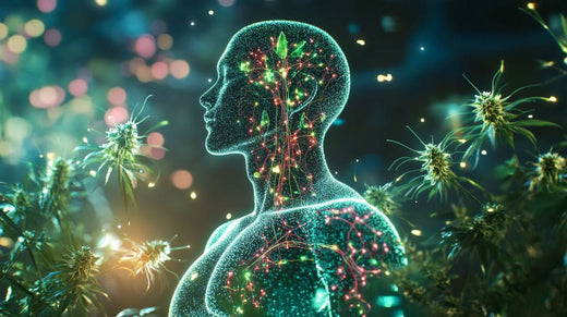 Endocannabinoid-System (ECS)