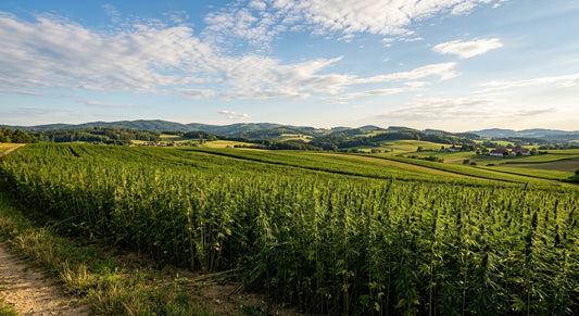 Bio-Hanfanbau Österreich – Hanffeld in der Sommersonne