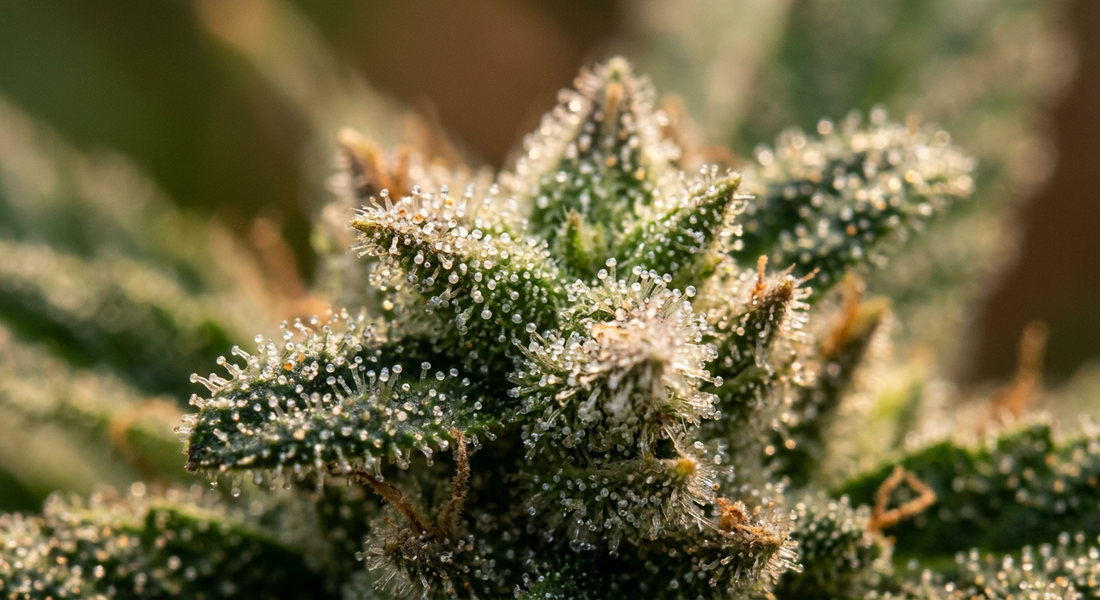 Trichome der Hanfpflanze – Entstehungsort der Cannabinoide der Hanfpflanze