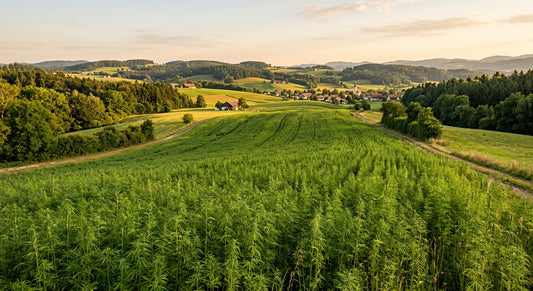 Österreichischer Hanf auf einem Bio-Feld in Österreich