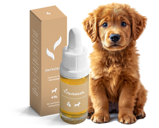Bildmontage für Herbaleafs Bio CBD Öl Hunde. Zu sehen ist eine junger Hund neben einer Flasche CBD-Öl 4 Prozent.