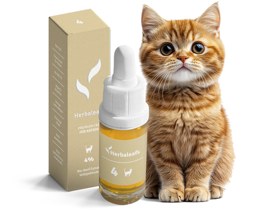 Bildmontage für Herbaleafs Bio CBD Öl Katzen. Zu sehen sind eine junge Katze neben einer Flasche CBD-Öl 4 Prozent.