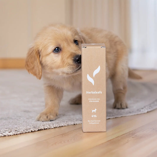 Ein kleiner Hund im Wohnzimmer, der an einer Packung CBD Öl für Hunde riecht.