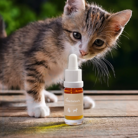 Vollspektrum CBD Öl für Katzen, mit einer echten Katze, die am CBD-Öl-Fläschchen schnuppert.